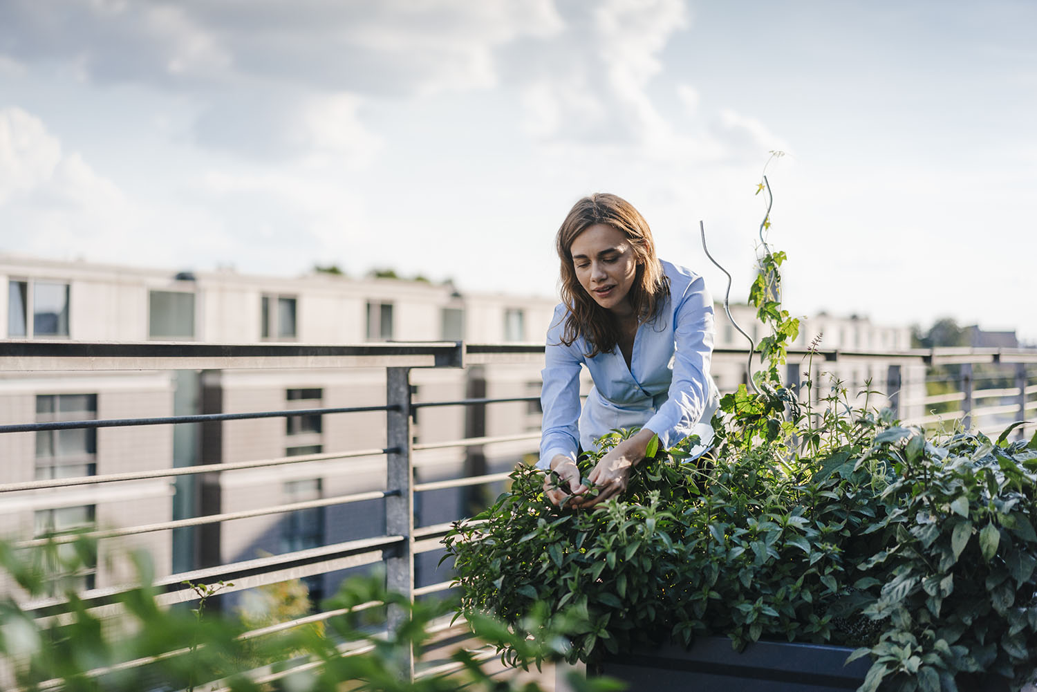 Rooftop 