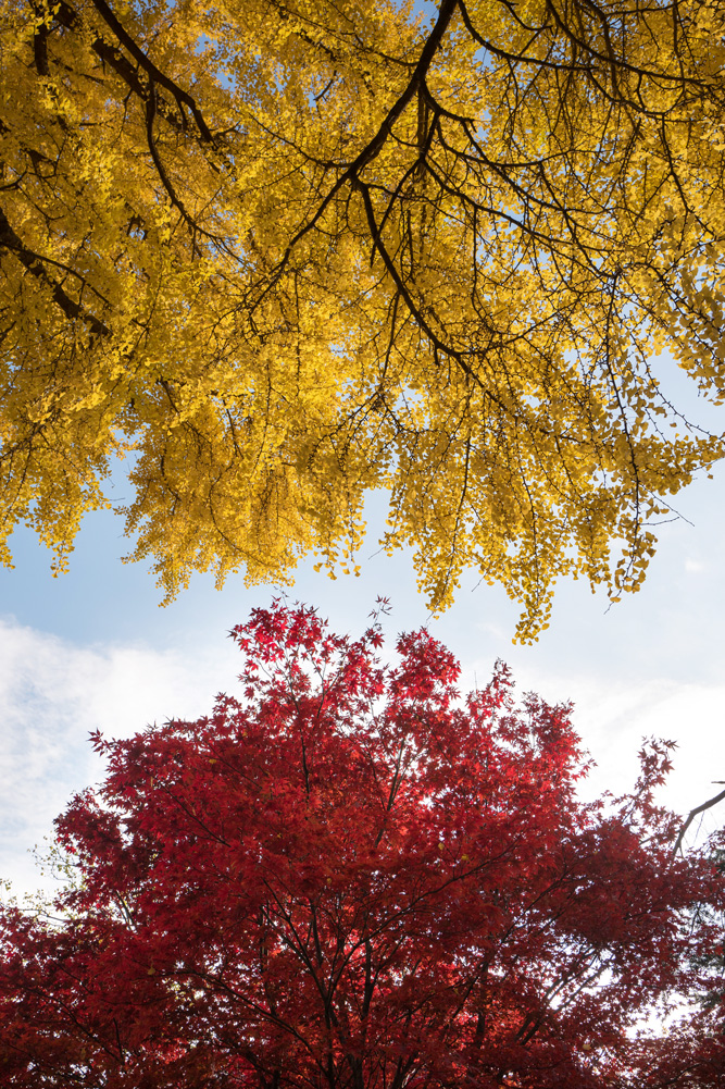 Herbstbäume